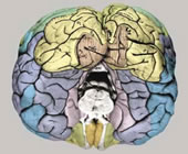 External morphology of the formalin fixed atlas brain before slicing. The colors correspond to the colors on the atlas plates.