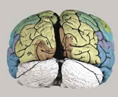 External morphology of the formalin fixed atlas brain before slicing. The colors correspond to the colors on the atlas plates.