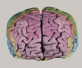 External morphology of the formalin fixed atlas brain before slicing. The colors correspond to the colors on the atlas plates.
