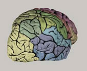 External morphology of the formalin fixed atlas brain before slicing. The colors correspond to the colors on the atlas plates.