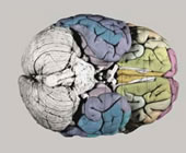 External morphology of the formalin fixed atlas brain before slicing. The colors correspond to the colors on the atlas plates.